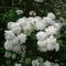 Spiraea vanhouttei weiße Prachtspiere Blütenstrauch Zierstrauch verschiedene Größen (60-80 cm)