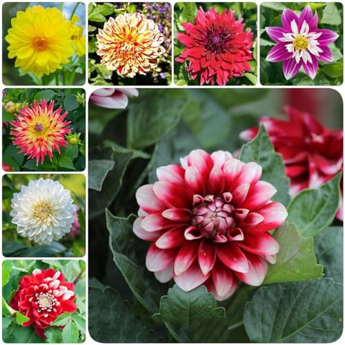 7 pcs knollen dahlien winterhart mehrjährig zimmerpflanze blumenzwiebeln frühblüher,dahlie dahlia zwiebeln, deko büro frühblüher zwiebeln hydrokultur pflanzen hochbeet balkon frühlingsblüher
