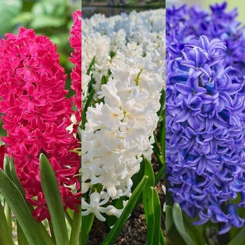 Carbeth Plants - 30 x Hyacinth Spring Bulbs Traditional Mix - Highly Fragrant Outdoor Flowering Perennials - UK Hardy Low Maintenance Pollinator Friendly - Grow in Beds, Borders and Patio Pots