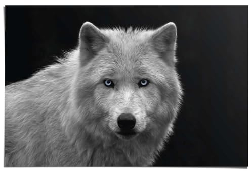 REINDERS Poster, White Wolf - blue eyes, Kinderzimmer, Poster, Wanddeko, Room Decor, 150 gr. glänzend Bilderdruckpapier, Schwarz, 61x91,5cm