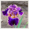 Iris grandiflora - wunderschöne Blüten, mehrjährige Qualitätszwiebeln, winterharte Qualität, auffällige Blütenblattform, zum sofortigen Einpflanzen geeignet-4 zwiebeln-a