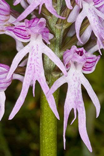 Potseed Orchis Italica – Nackter-Mann-Orchidee, italienische Orchideensamen 5/10/20/40 (20)