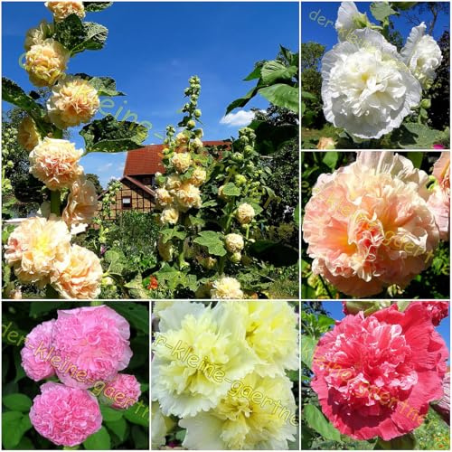 60 Samen gefüllte Stockrosen farbenfrohe Prachtmischung absolut winterhart Stockrosensamen von der-kleine-gaertner