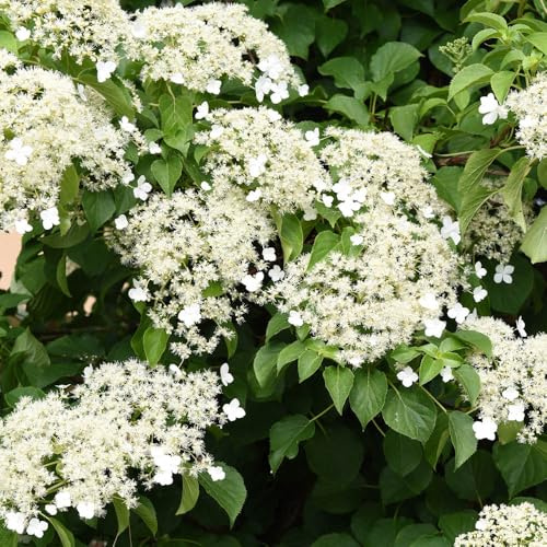 YouGarden Climbing Hydrangea, Established Plant in 3L Pot with 90cm Cane, Hydrangea anomala Petiolaris, Ready to Plant, Grow Against Garden Fences, Pergolas, Trellis, or Borders