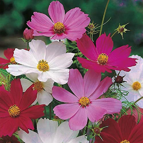 Cosmos Sensation Mixed Seeds – Half Hardy Annual – Attracts Bees & Butterflies – Must Have for Borders – RHS Plants for POLLINATORS - for Your Beautiful Garden