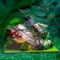 Sadodo 3D Wooden Puzzle Kit 3D Dynastes,Bring Nature Home Serie,3D Wooden Model Insect Animal Crafts,Jigsaw Toys Kit,Beetle 3D Creative DIY Toys,Boys Girls Kids Gifts (C042)