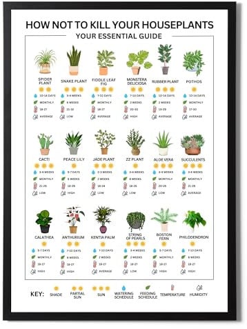 State Media Vision Houseplants Essential Care Poster - Sunlight, Watering, Temperature, Feeding, Humidity Info - Variety of Sizes (A3 Print Only)