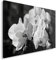 Feeby. Wandbild - 1 Teilig - 50x70 cm, Leinwand Bild Leinwandbilder Bilder Wandbilder Kunstdruck, Orchidee, Natur, SCHWARZ-Weiss