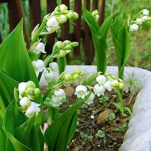 20 piezas bulbos de lirio de los valles perenne resistente - floración jardín primavera floración bulbos, regalos prácticos flores de primavera regalos de