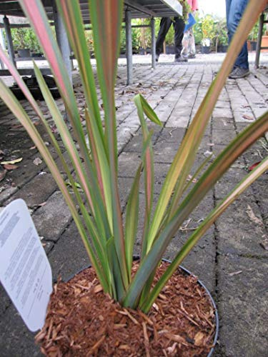 Phormium tenax Jester - Neuseelandflachs Jester