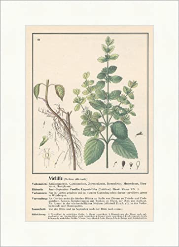 Melissa officinale Mélisse de jardin Herbes médicinales 150