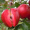 Egrow 50 Semi di Mela Pca/Pacchetto a polpa Rossa redlove Era Fruit Tree Seed Garden P:Seeds Only