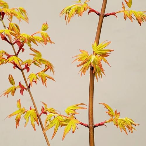 100 pcs Japanischer Ahorn Baum Samen, extrem winterharte kübelpflanzen, garten pflanzen Bonsai Samen Ahorn - zimmerpflanzen echt samen, winterharte blumen winterharte pflanzen für