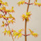 100 pcs Japanischer Ahorn Baum Samen, extrem winterharte kübelpflanzen, garten pflanzen Bonsai Samen Ahorn - zimmerpflanzen echt samen, winterharte blumen winterharte pflanzen für