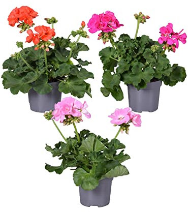 Pack de 3 Geranios Pelargonium Plantas con Flores de Colores