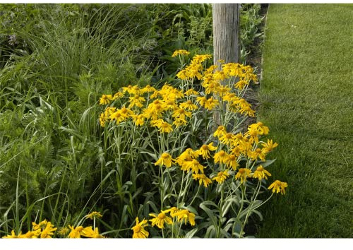 Hymenoxis hoopesii (Helenium) - Hoppes Sonnenbraut - 9 cm Topf