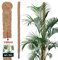 KOTARBAU® Moosstab für Monstera Kokos Natural ⌀ 2,5 x 100 cm Pflanzenstab Rankhilfe für Monstera Pflanzen Kokosstab Pflanzstab Rankstab Moss Pole Monstera Rankhilfe Blumenstab Moss Stab