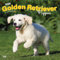Golden Retriever Puppies 2025 12 X 24 Inch Monthly Square Wall Calendar Plastic-Free