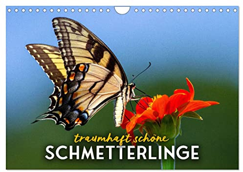 Traumhaft schöne Schmetterlinge (Wandkalender 2026 DIN A4 quer), CALVENDO Monatskalender: Farbenfrohe Insekten. (CALVENDO Tiere)