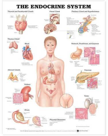 Poster „The Endocrine System“, Das Hormonsystem, englische Version