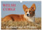 Welsh Corgi - Kobold auf 4 Pfoten (Wandkalender 2025 DIN A4 quer), CALVENDO Monatskalender: Welsh Corgi Pembroke und Cardigan in beiden ... von der Tierfotografin Sigrid Starick