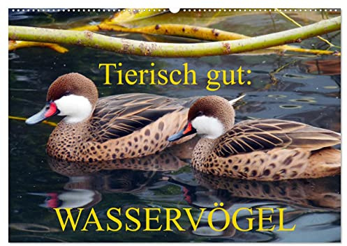 Tierisch gut: Wasservögel (Wandkalender 2026 DIN A2 quer), CALVENDO Monatskalender: Enten, Gänse und Schwäne in ihrem Element (CALVENDO Tiere)