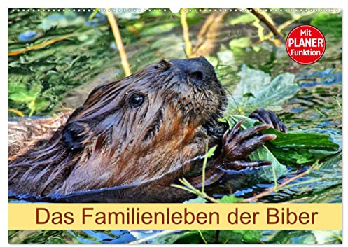 Das Familienleben der Biber (Wandkalender 2026 DIN A2 quer), CALVENDO Monatskalender: Größte Nagetier in Europa (CALVENDO Tiere)