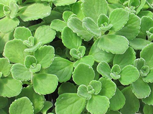 Las semillas 100pcs verde orégano cubano mexicana Tomillo india borraja Semillas español tomillo hierba perenne de la planta de jardín Bonsai