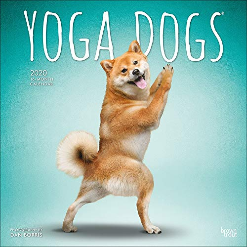 Yoga Dogs - Joga-Hunde 2020 - 16-Monatskalender: Original BrownTrout-Kalender [Mehrsprachig] [Kalender] (Wall-Kalender)