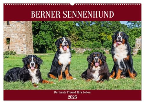 Berner Sennenhund - Der beste Freund fürs Leben (Wandkalender 2026 DIN A2 quer), CALVENDO Monatskalender: Er ist traumhaft schön, wenn nicht sogar die ... Bilder dieser Traumhunde. (CALVENDO Tiere)
