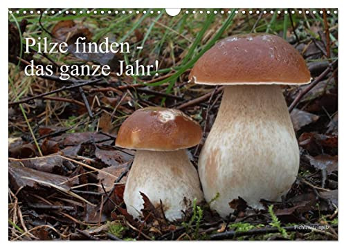 Pilze finden - das ganze Jahr! (Wandkalender 2026 DIN A3 quer), CALVENDO Monatskalender: Heimische Speisepilze in Zuordnung zu ihrem Wachstumsmonat (CALVENDO Orte)