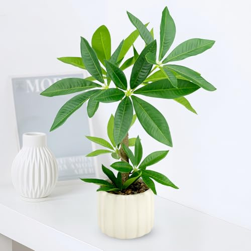 WOHSEROM Small Money Tree Bonsai 15.2inch Artificial Desk Plant in White Ceramic Pot, Realistic Indoor Faux Potted Pachira Money Plant for Home Office Living Room Decor(Maintenance Free)