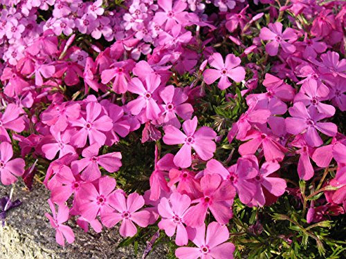 Creeping Phlox Subulata 'McDaniel's Cushion' Perennial Plug Plants Pack x6