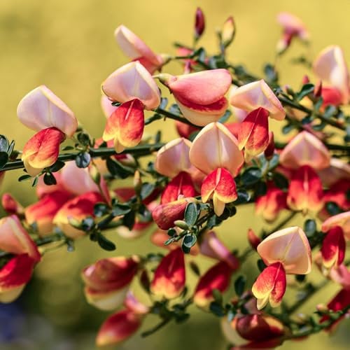 Cytisus Fulgens - Common Broom Plant - Hardy Garden Shrubs - Outdoor Growing Ready - Beautiful UK Flowering Specimen (9cm Pot, 15-25cm)