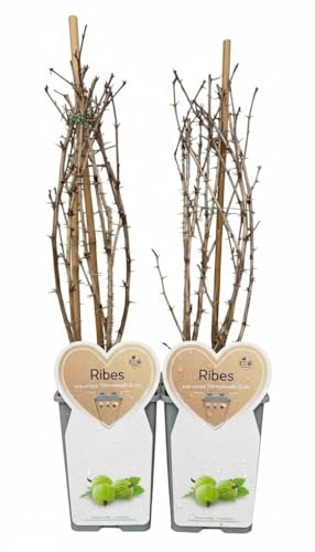 Pianta di Uva Spina Verde in confezione da due piante MODIPITRE