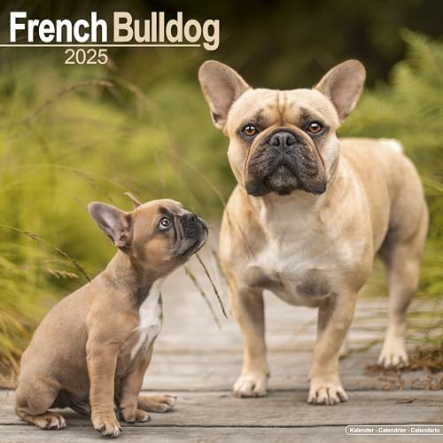 French Bulldog - Französische Bulldoggen 2025 - 16-Monatskalender: Original Avonside-Kalender [Mehrsprachig] [Kalender] (Wall-Kalender)