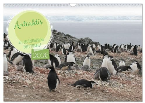 Antarktis Auf der Entdeckung ihrer Tierwelt (Wandkalender 2026 DIN A3 quer), CALVENDO Monatskalender: Entdecken Sie den fabelhaften Kontinent Antarktis. (CALVENDO Tiere)