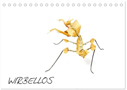 WIRBELLOS (Tischkalender 2026 DIN A5 quer), CALVENDO Monatskalender: Insekten, Spinnentiere, Käfer, Skorpione, Phasmiden, Spinnen, Krebse (CALVENDO Tiere)