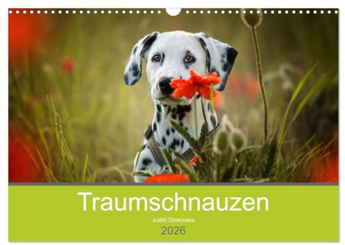 Traumschnauzen (Wandkalender 2026 DIN A3 quer), CALVENDO Monatskalender: Verschiedene Rassehunde rund ums Jahr (CALVENDO Tiere)