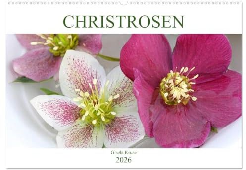 Christrosen (Wandkalender 2026 DIN A2 quer), CALVENDO Monatskalender: Faszinierende Blüten im Winter (CALVENDO Natur)