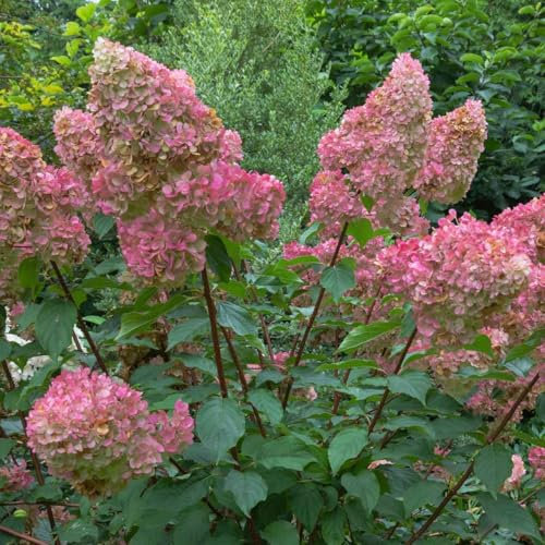 Hydrangea paniculata Wims Red (PBR) 2L - Sehr wunderschöne Hortensie