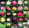 30 Stück Lotussamen Bowl Lotus Samen Schalenlotus Samen für Hausgartens Garten, Schüssel Lotusblumen Pflanzen Samen, Bonsai Lotus Samen, Blumen Balkon Lotus Saatgut Schalenlotus Samen