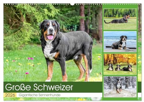 Große Schweizer - Gigantische Sennenhunde (Wandkalender 2026 DIN A2 quer), CALVENDO Monatskalender: Die Riesen unter den Sennenhunden ! (CALVENDO Tiere)