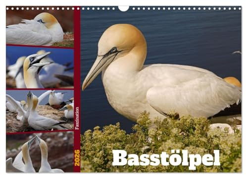 Faszination Basstölpel (Wandkalender 2026 DIN A3 quer), CALVENDO Monatskalender: Basstölpel auf Helgoland während der Brutzeit (CALVENDO Tiere)