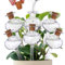 Yawdil 6 STK. Cactus Plant Waser Selbst wässer Kugeln Automatische Pflanzen bewässer ung geräte Plant Water ing Globes Kaktus Form für Innen-und Außen Pflanzen (transparent)