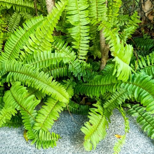 200 pcs schwertfarn samen deko pflanzen winterharte stauden mehrjährig Nephrolepis exaltata, balkonpflanzen winterhart winterharte kübelpflanzen dekoration wohnzimmer geschenke für