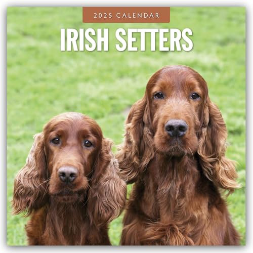 Irish Setters – Irischer Setter 2025 – 16-Monatskalender: Original Red Robin Publishing Ltd-Kalender [Mehrsprachig] [Kalender] (Wall-Kalender)