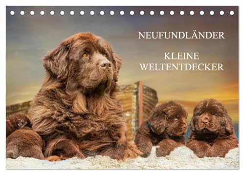 Neufundländer - Kleine Weltentdecker (Tischkalender 2026 DIN A5 quer), CALVENDO Monatskalender: Lassen Sie sich von entzückenden 3-7 Wochen alten Neufundländerwelpen verzaubern (CALVENDO Tiere)