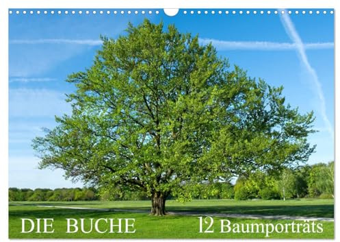 Die Buche: 12 Baumporträts (Wandkalender 2026 DIN A3 quer), CALVENDO Monatskalender: Die Rotbuche im Wandel der Jahreszeiten (CALVENDO Natur)