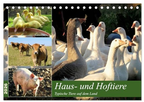 Haus- und Hoftiere (Tischkalender 2026 DIN A5 quer), CALVENDO Monatskalender: Typische Tiere auf dem Land (CALVENDO Tiere)